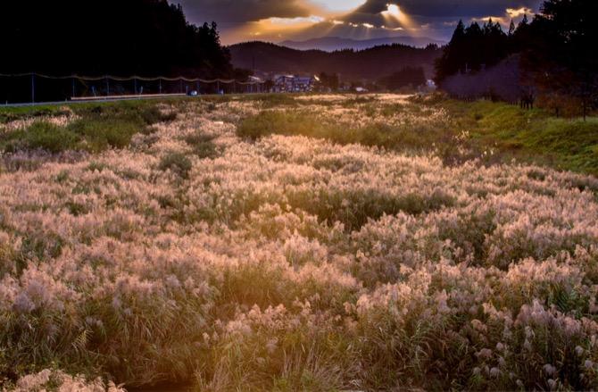 ススキ映える金山川