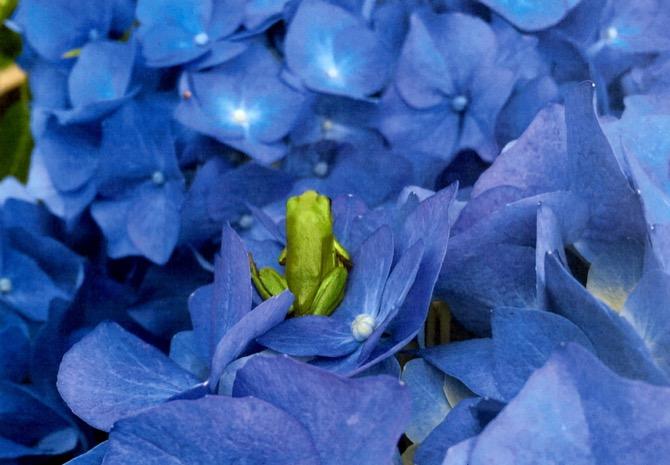 かえるとあじさい