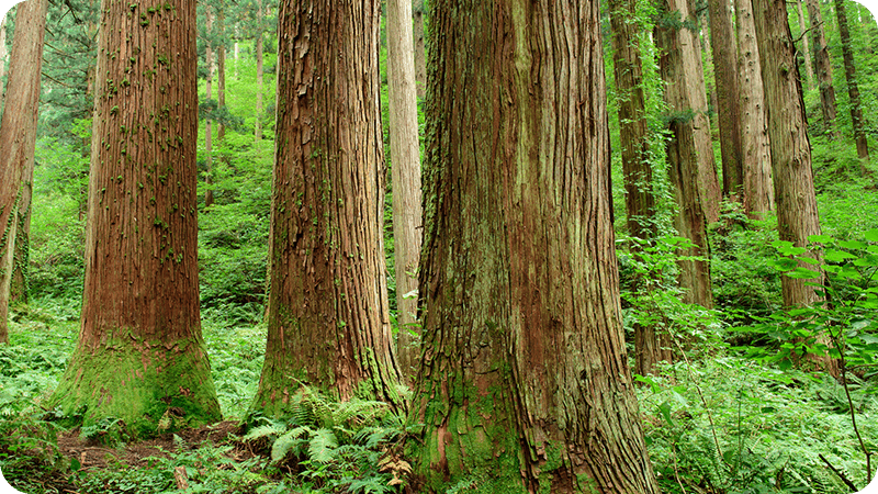 金山杉の美林が「大美輪の大杉」の画像