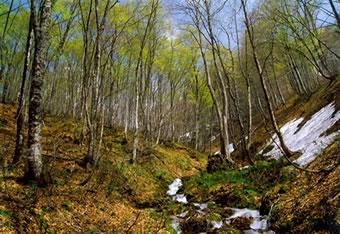 芽吹きと渓流